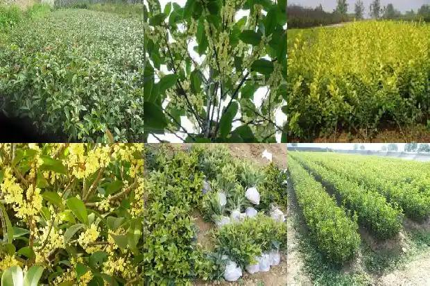 怎样形容桂花树的美味句子1687049947204