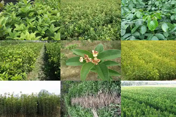 桂花树怎么形容它的美味1687049970672