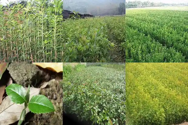 桂花树怎么形容它的美味1687049970719