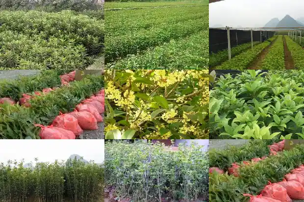 桂花树怎么形容它的美味1687049970765