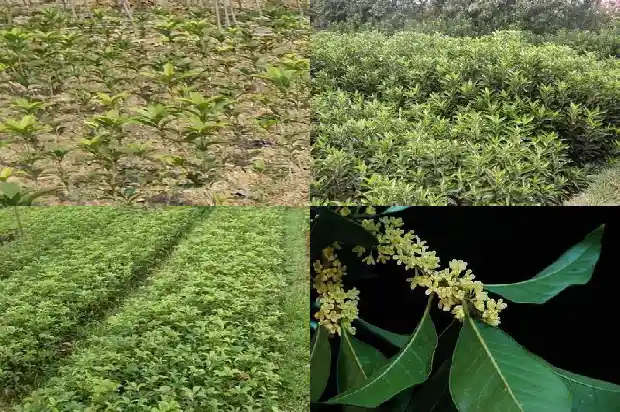 怎么比喻桂花树的外形1687049986003