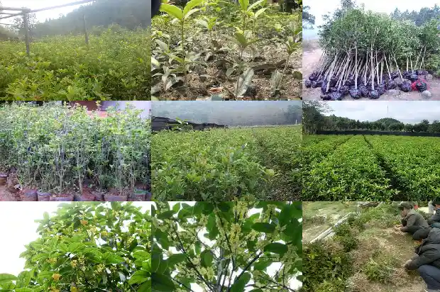 如何形容桂花树的美1687049998126