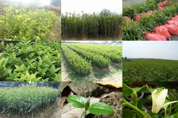 如何形容桂花树的美景1687050009703