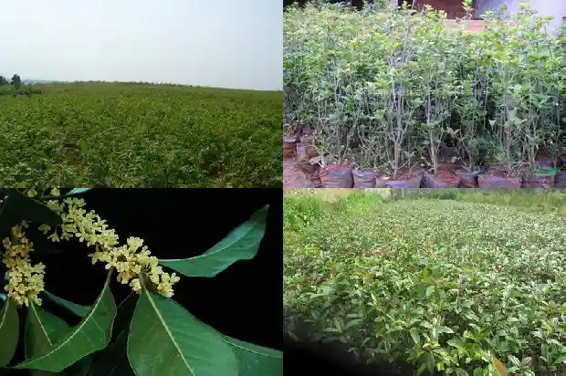如何形容桂花树的美景1687050009796