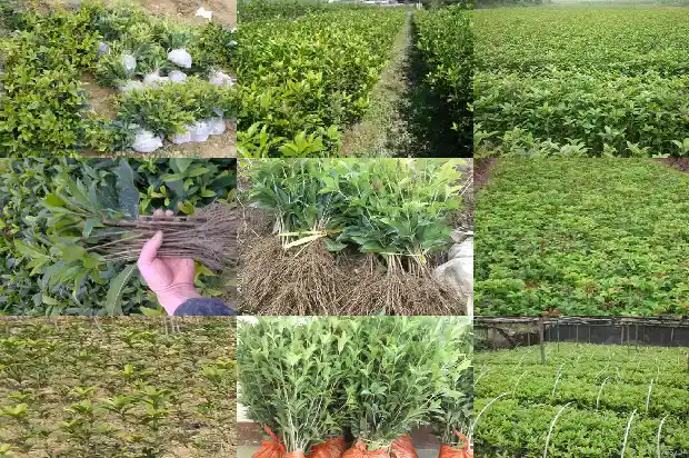 怎样形容桂花树的美丽景色句子1687050029415