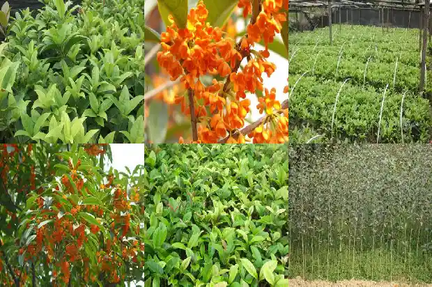 桂花蜜会过期吗1689207023952
