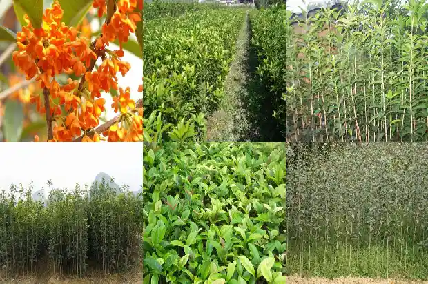 怎么样形容桂花树的美1687050039360