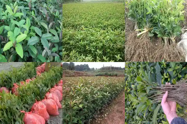 怎么样形容桂花树的美1687050039408
