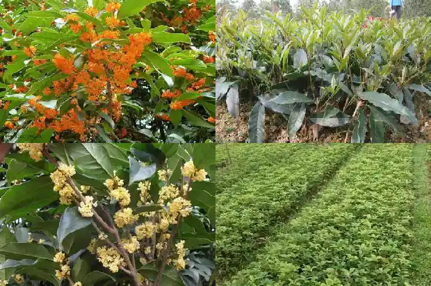 怎么样形容桂花树的美1687050039455