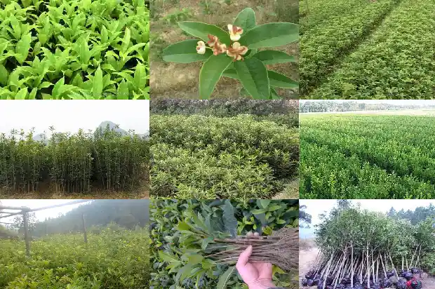 怎样形容桂花树的美景句子有哪些1687050049008