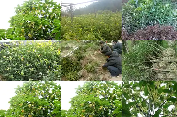 怎样形容桂花树的美景句子有哪些1687050049055