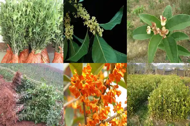 桂花树价格10公分多少钱1689640178514