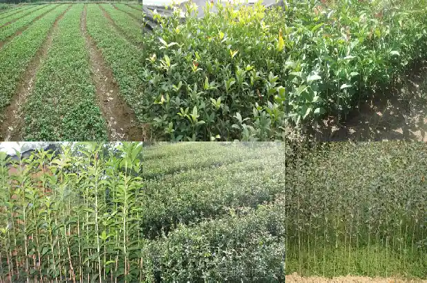 赞美桂花树的句子大全短句1687050061157