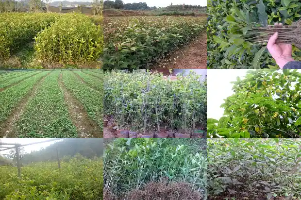 桂花嫁接苗几年开花结果呢1688792881405