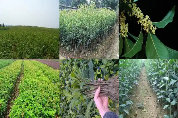 怎么形容桂花树盛开的句子1687050097103
