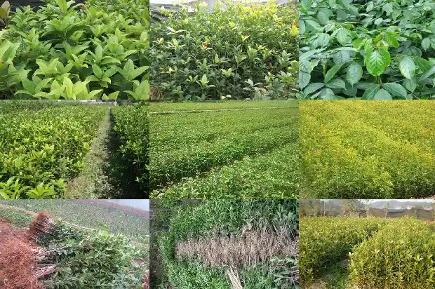形容桂花盛开的句子1687050106687