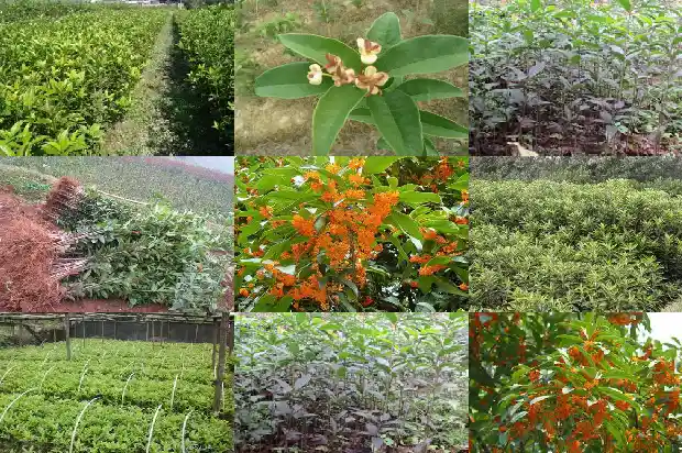 怎么形容桂花树的树干好看1687050125745
