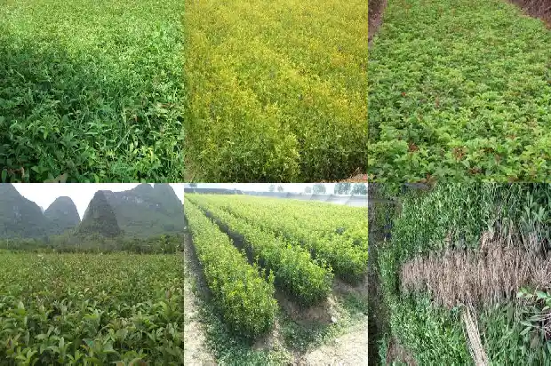 怎么形容桂花树的树干好看1687050125792