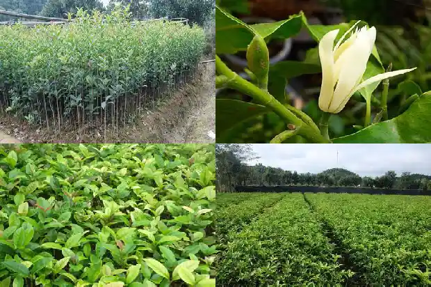 怎样形容桂花树的花1687050149584