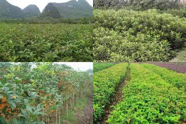 桂花酒的正确做法1689034406950