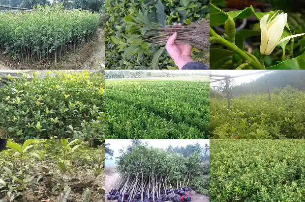 怎么形容桂花树的花小的句子1687050161162
