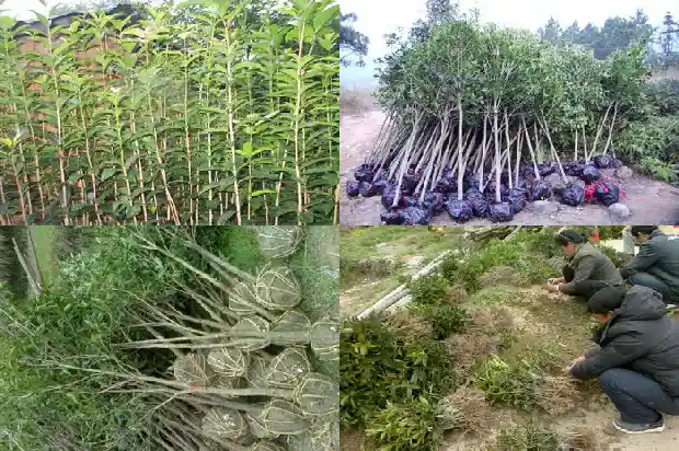 怎么形容桂花树的叶子的样子1687050170849