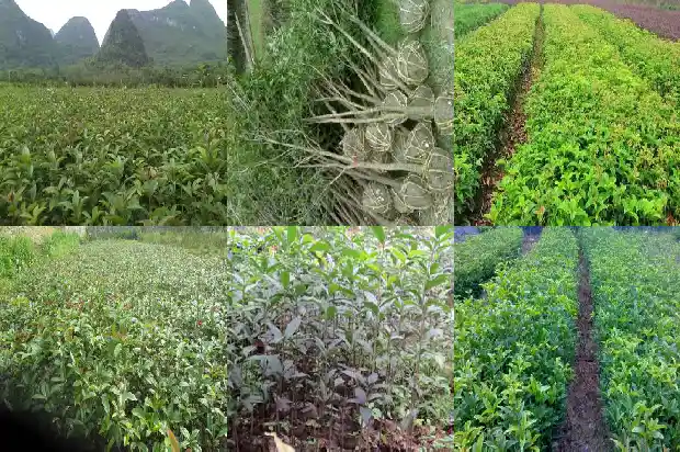 怎么形容桂花树的叶子的样子1687050170895
