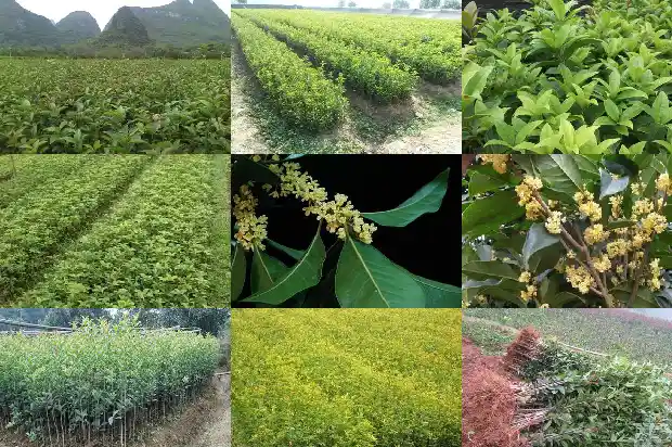 怎么形容桂花树的叶子的样子1687050170943