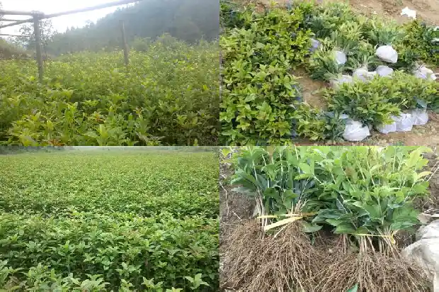 流苏怎样嫁接桂花1690417883493