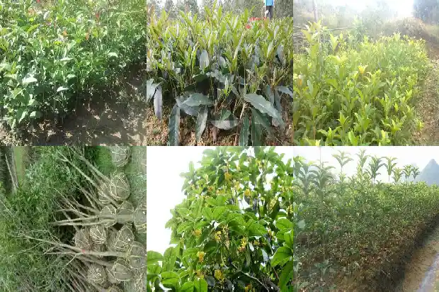 用什么成语形容桂花树美好寓意1687050180815