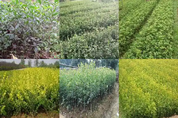 用什么成语形容桂花树美好寓意1687050180862
