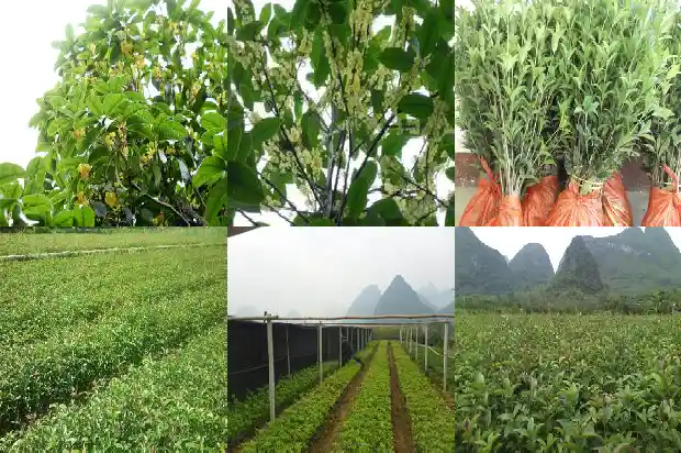 桂花用成语怎么形容1687050192538