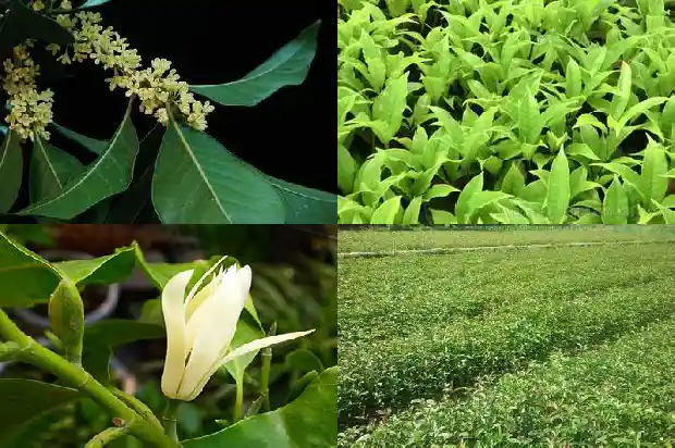 桂花用成语怎么形容1687050192585