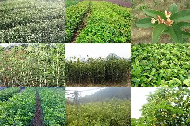 描写夏天桂花树的优美句子简短1687050224211