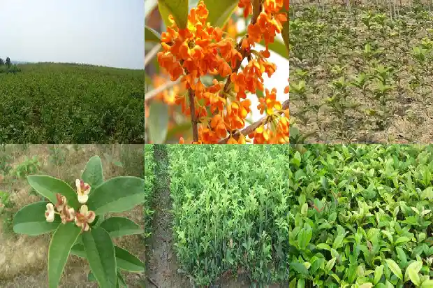 形容秋天桂花的优美句子1687133502960