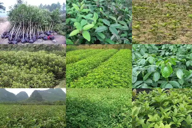 形容秋天桂花的优美句子1687133503055