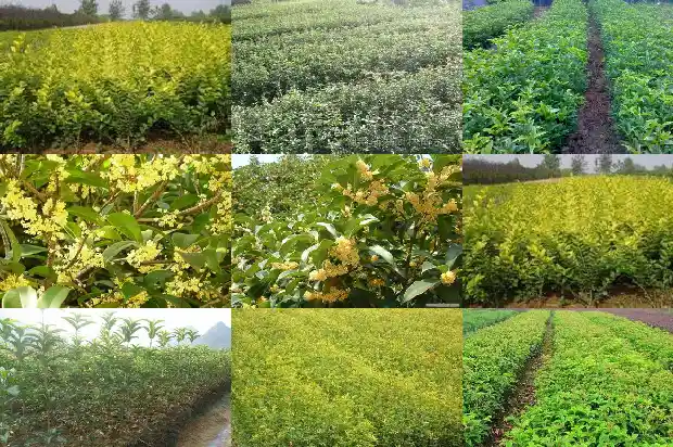 玫瑰花加桂花泡水喝什么功效1688948962997