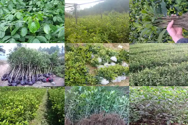 结子桂花有什么品种1690763611794