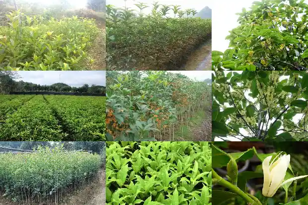 桂花树施肥的最佳时间和方法1690677500149