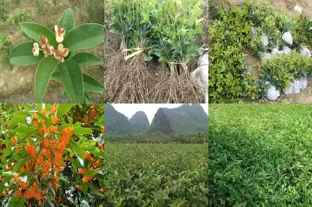 与桂花有关的成语有哪些1687133599390