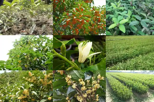 与桂花有关的成语有哪些1687133599436