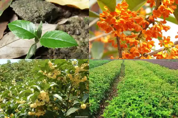 与桂花有关的成语有哪些1687133599483