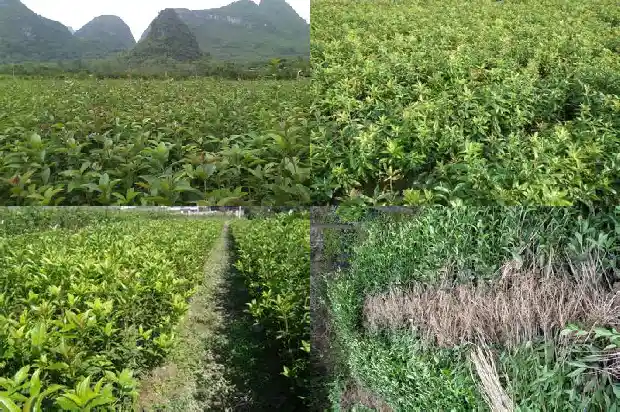 桂花的别称及美名有哪些1687133630460