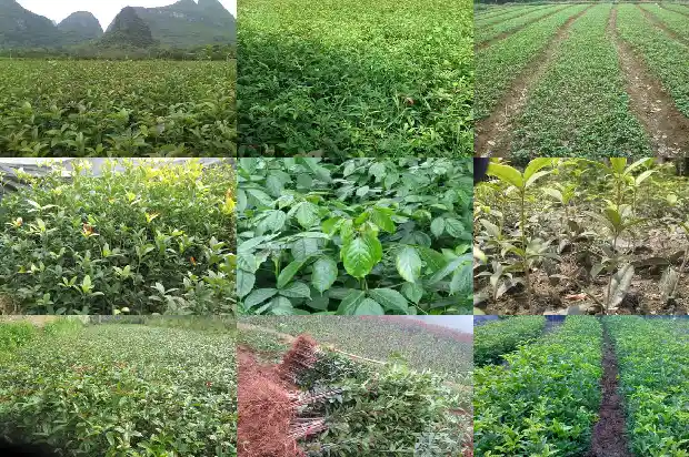 桂花名篇佳作1687133679770