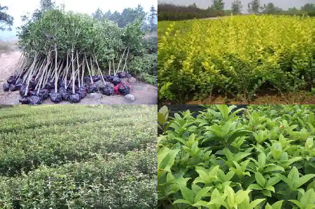 形容桂花香的成语1687133697168