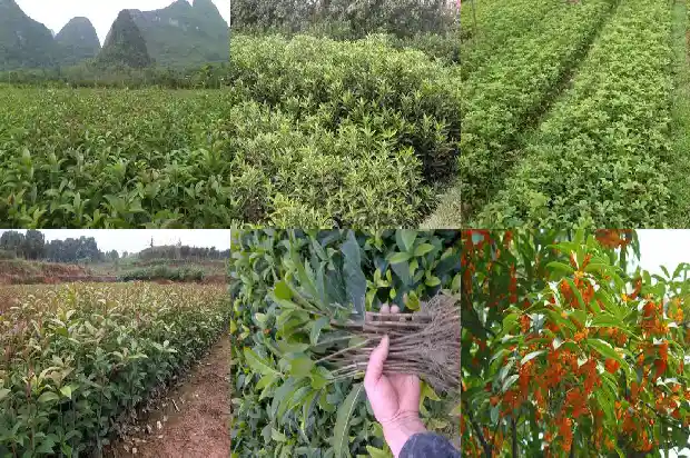 桂花树品种哪个药用价值高一些1690244670439