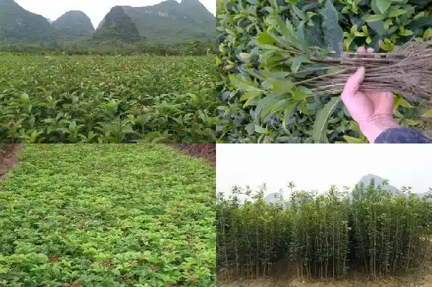 形容桂花香的成语1687133697263