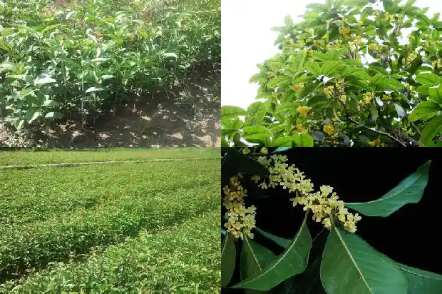 古人对桂花的赞美1687133721700