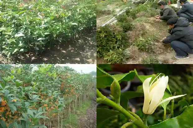 两个字形容桂花1687133746319