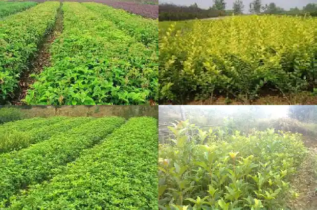 两个字形容桂花1687133746367